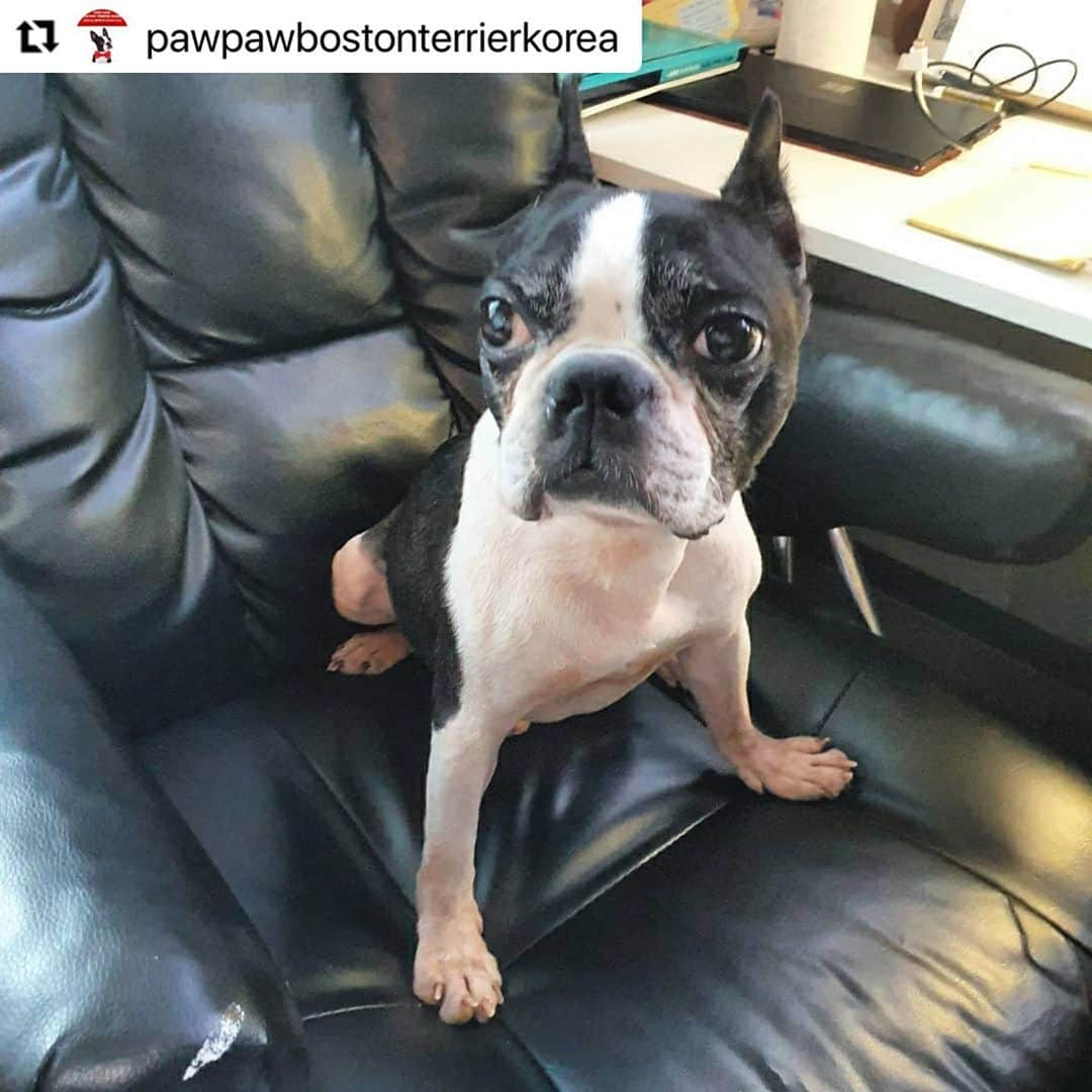 キム・ガウンさんのインスタグラム写真 - (キム・ガウンInstagram)「#Repost @pawpawbostonterrierkorea with @make_repost ・・・ . 🙏🙏🙇‍♀️리그램 부탁 드립니다🙇‍♀️🙏🙏 🔅🔅뽀또의 백내장 관련 업데이트입니다🔅🔅 . ✳유난히도 병원 내원이 많았던 뽀또.... 많은 분들이 뽀또를 위해 고생해주시고 계세요!! 구조후 백내장 소견이 있었던 터라 전문적이고 정밀한 검사가 필요할때마다 항상 가은님께서 @ggani8918 이동을 먼저 물어봐주셨어요!! 너무나 감사드려요!!🙇‍♀️ . 지윤님 @jiyu_nnn 께서도 이동과 유기견 할인으로 백내장수술 받을수 있는 병원까지 소개해주셔서 좀더 세심한 상담을 받을수 있었어요!! . . 뽀또 임보엄마 @heee_s2_ae 께서는 직접 내원하셔서 백내장에 대한 상담도 꼼꼼히 받으셨어요. 뽀또를 위해 이렇게 많은분들이 시간 내어주셔서 너무너무 감사합니다!!🙏🙇‍♀️❤ . ✳뽀또는 대체 무슨 이유인지 귀도 짤라놓고 성대수술로 인하여 낑소리 한번 내지못하는 뽀또가 앞까지 잘 안보여 이리 저리 쿵쿵 부딪친다고...😭 . ✳양쪽시력이 40% 밖에 제기능을 하지 않는 뽀또의 눈.. 그리고 백내장 수술... 주인이 없다는것, 가족이 없다는건 정말 슬픈 일인거 같아요!!  수술성공여부와 별개로 15%의 녹내장이나 망막박리의 가능성 부작용을 안고 수술을 결정해야하는 상황!! 만약 나의 반려견이었다면 어떻게 해주었을까?? 참 많이 고민하고 상담하고 했던거 같아요.. 백내장이라 하면 당연히 입양길이 막막할텐데도 2차적인 요소들이 참 걱정스럽고 결정이 힘들었어요!! . 하지만 엄청 실력있으신 안과 전문 선생님께 수술을 받게되어 기도하는 마음으로 선생님을 믿고!! 어마어마한 수술비용 또한 너무 큰 부담되지만 뽀또가 지금보다 조금이라도 남은 견생을 밝은 세상을 볼수만 있다면 기꺼이 수술 시켜줘야한다고 결정했어요!!  . ✳수술비용만 500만원...여태 관리해온 슬개골수술이나 사상충치료와는 달리 비용이나 관리등등 너무나 모르는것이 많아 부담스럽고 고민이 많았지만, 너무나도 감사하게 뽀또를 위해 병원에서 수술비용을 절충해 주셨고 300만원에 양쪽 눈 백내장 수술을 받을 수 있게 되었습니다!! . ✳하지만 현재 수술예약당일 뽀또의 급작스러운 장염으로 수술이 미뤄졌어요. 잠시 병원에서 머물며 장염이 호전되면 백내장수술을 진행하고, 좀더 장염치료 시간이 필요하다면 수술은 한주정도 미뤄질 예정이예요.  . ✳어마어마한 비용 절충에도 불구하고 감사한 일이지만 저희 재정이 바닥이에요. 그동안의 입양책임비로 아이들의 치료비와 항공비로 사용했었는데 이제는...임보처 구하고 있는 인천아이의 구조가 불가능 할수도 있는 상황에 놓였어요!! . ✳촤선을 다해 최고의 의료진에게 뽀또의 눈을 치료해 줄게요!! 코로나로 모두 힘들때지만, 앞으로 구조될 아이들을 위해 커피값, 아이들 간식값이라도 도와주신다면 알뜰히 아껴쓰며 아이들 평생 가족을 찾도록 힘쓸께요!! 여러분의 도움이 절실합니다!! 🙏후원에 동참해주세요.. 아이들에게 사랑으로 기회를 주세요.. . ➡️후원계좌 김숙형 ✅국민은행➡️91004486068 . @pawpawbostonterriers  . . #포포보테#뽀또#고양시유기견#유기보테#백내장치료필요해요#백내장수술#뽀또의눈이되어주세요#새로운견생#도와주세요#보스턴테리어#보테는사랑입니다#구조#임보#이동봉사#도와주세요#버리지마세요#사지말고입양하세요」9月19日 10時16分 - ggani8918