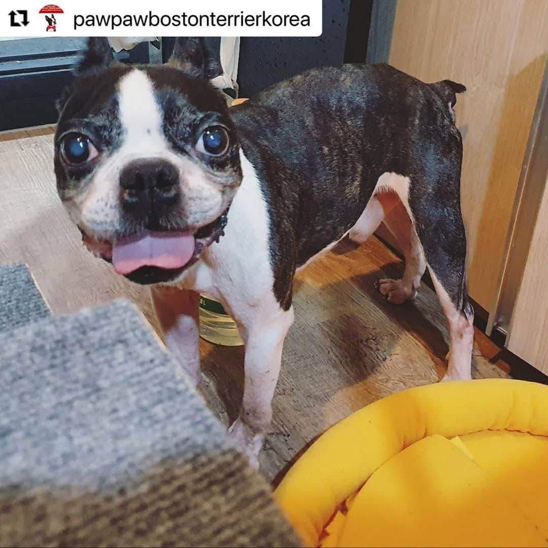 キム・ガウンさんのインスタグラム写真 - (キム・ガウンInstagram)「#Repost @pawpawbostonterrierkorea with @make_repost ・・・ . 🙏🙏🙇‍♀️리그램 부탁 드립니다🙇‍♀️🙏🙏 🔅🔅뽀또의 백내장 관련 업데이트입니다🔅🔅 . ✳유난히도 병원 내원이 많았던 뽀또.... 많은 분들이 뽀또를 위해 고생해주시고 계세요!! 구조후 백내장 소견이 있었던 터라 전문적이고 정밀한 검사가 필요할때마다 항상 가은님께서 @ggani8918 이동을 먼저 물어봐주셨어요!! 너무나 감사드려요!!🙇‍♀️ . 지윤님 @jiyu_nnn 께서도 이동과 유기견 할인으로 백내장수술 받을수 있는 병원까지 소개해주셔서 좀더 세심한 상담을 받을수 있었어요!! . . 뽀또 임보엄마 @heee_s2_ae 께서는 직접 내원하셔서 백내장에 대한 상담도 꼼꼼히 받으셨어요. 뽀또를 위해 이렇게 많은분들이 시간 내어주셔서 너무너무 감사합니다!!🙏🙇‍♀️❤ . ✳뽀또는 대체 무슨 이유인지 귀도 짤라놓고 성대수술로 인하여 낑소리 한번 내지못하는 뽀또가 앞까지 잘 안보여 이리 저리 쿵쿵 부딪친다고...😭 . ✳양쪽시력이 40% 밖에 제기능을 하지 않는 뽀또의 눈.. 그리고 백내장 수술... 주인이 없다는것, 가족이 없다는건 정말 슬픈 일인거 같아요!!  수술성공여부와 별개로 15%의 녹내장이나 망막박리의 가능성 부작용을 안고 수술을 결정해야하는 상황!! 만약 나의 반려견이었다면 어떻게 해주었을까?? 참 많이 고민하고 상담하고 했던거 같아요.. 백내장이라 하면 당연히 입양길이 막막할텐데도 2차적인 요소들이 참 걱정스럽고 결정이 힘들었어요!! . 하지만 엄청 실력있으신 안과 전문 선생님께 수술을 받게되어 기도하는 마음으로 선생님을 믿고!! 어마어마한 수술비용 또한 너무 큰 부담되지만 뽀또가 지금보다 조금이라도 남은 견생을 밝은 세상을 볼수만 있다면 기꺼이 수술 시켜줘야한다고 결정했어요!!  . ✳수술비용만 500만원...여태 관리해온 슬개골수술이나 사상충치료와는 달리 비용이나 관리등등 너무나 모르는것이 많아 부담스럽고 고민이 많았지만, 너무나도 감사하게 뽀또를 위해 병원에서 수술비용을 절충해 주셨고 300만원에 양쪽 눈 백내장 수술을 받을 수 있게 되었습니다!! . ✳하지만 현재 수술예약당일 뽀또의 급작스러운 장염으로 수술이 미뤄졌어요. 잠시 병원에서 머물며 장염이 호전되면 백내장수술을 진행하고, 좀더 장염치료 시간이 필요하다면 수술은 한주정도 미뤄질 예정이예요.  . ✳어마어마한 비용 절충에도 불구하고 감사한 일이지만 저희 재정이 바닥이에요. 그동안의 입양책임비로 아이들의 치료비와 항공비로 사용했었는데 이제는...임보처 구하고 있는 인천아이의 구조가 불가능 할수도 있는 상황에 놓였어요!! . ✳촤선을 다해 최고의 의료진에게 뽀또의 눈을 치료해 줄게요!! 코로나로 모두 힘들때지만, 앞으로 구조될 아이들을 위해 커피값, 아이들 간식값이라도 도와주신다면 알뜰히 아껴쓰며 아이들 평생 가족을 찾도록 힘쓸께요!! 여러분의 도움이 절실합니다!! 🙏후원에 동참해주세요.. 아이들에게 사랑으로 기회를 주세요.. . ➡️후원계좌 김숙형 ✅국민은행➡️91004486068 . @pawpawbostonterriers  . . #포포보테#뽀또#고양시유기견#유기보테#백내장치료필요해요#백내장수술#뽀또의눈이되어주세요#새로운견생#도와주세요#보스턴테리어#보테는사랑입니다#구조#임보#이동봉사#도와주세요#버리지마세요#사지말고입양하세요」9月19日 10時16分 - ggani8918