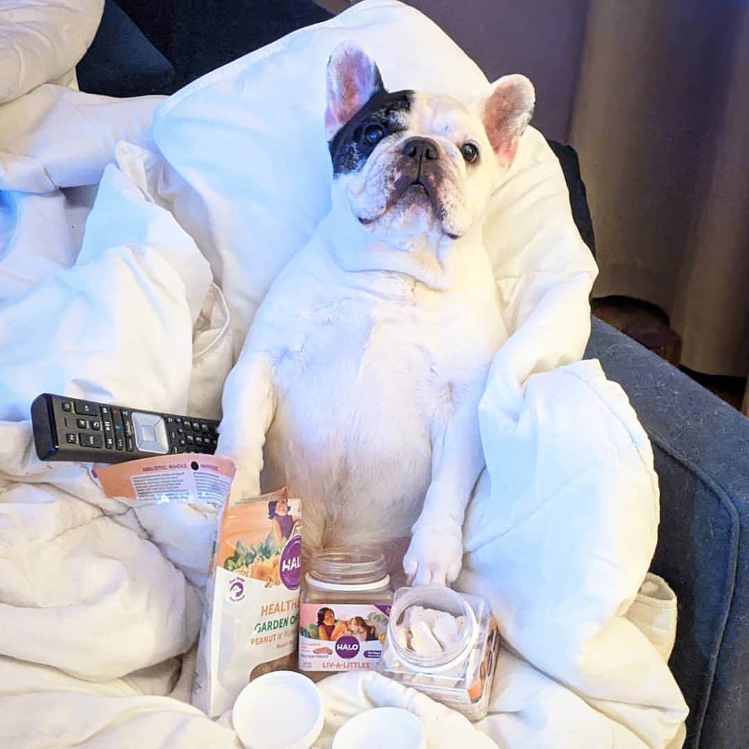 Manny The Frenchieのインスタグラム：「Oh yeah, the weekend is here! Time to eat all the snacks and binge watch all the shows! Wait, I do this everyday! 😉😂 @halopets」
