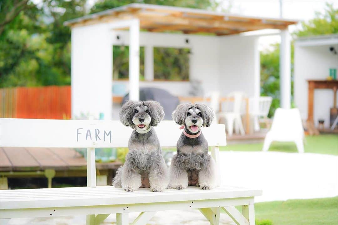 中野区在住のミニシュナのInstagramのグルメインスタ