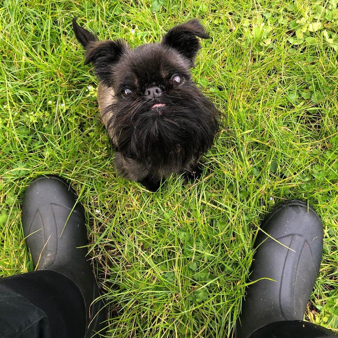 Digby & Aloのインスタグラム：「When dad’s mowing the lawn but you think you need snacks way more than the grass needs a haircut. #wastingaway」