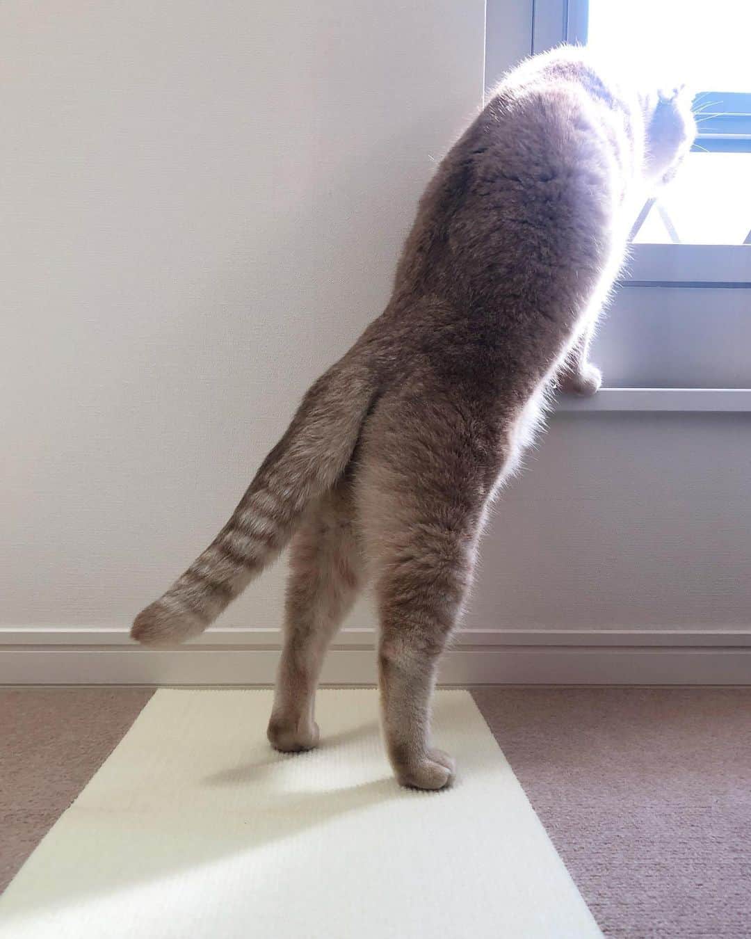 金太さんのインスタグラム写真 - (金太Instagram)「. 緩やかな猫背、たまらん。 . . . . #だいすきフォトコンテスト @daisuki_petfoods #peppyおうち時間」9月19日 10時48分 - vvviopw