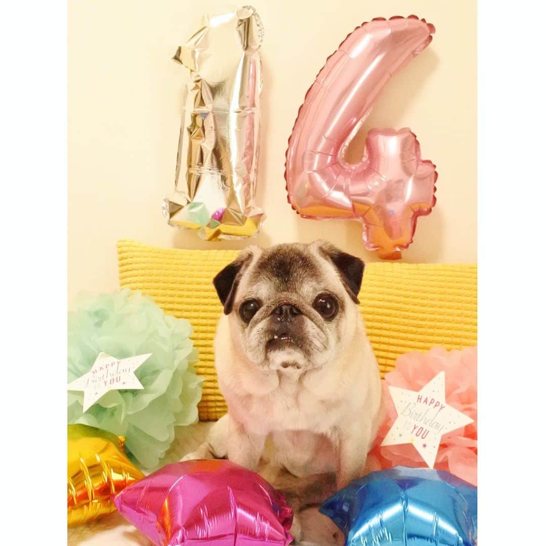 八兵衛のインスタグラム：「Birthday boy 🐶 Sep16,2020 * * * 少し前になりますが はちべえさん 14歳になりました。 13年も一緒に いてくれてありがとう。 * * 若い頃は 歳を重ねることに 切なくなったことも ありましたが(笑) シニアになってからは あるがままに。 あるがままのはちべえと 過ごすというシンプルな毎日を 重ねていきたいです( °◡͐︎°)✧︎ * * 多忙のため パグの共喰い(飼い主の手作りケーキ) は開催延期ですw * *  #ほぼ黒パグ #おじいちゃん犬 #pug #puggy #puglife #puglove #petstagram #pugstagram #pugsofinstagram #pugs #dog #ふわもこ部  @igersjp #IGersJP #east_dog_japan #pecoイヌ部 #八兵衛 #はちべえ #sippoストーリー」