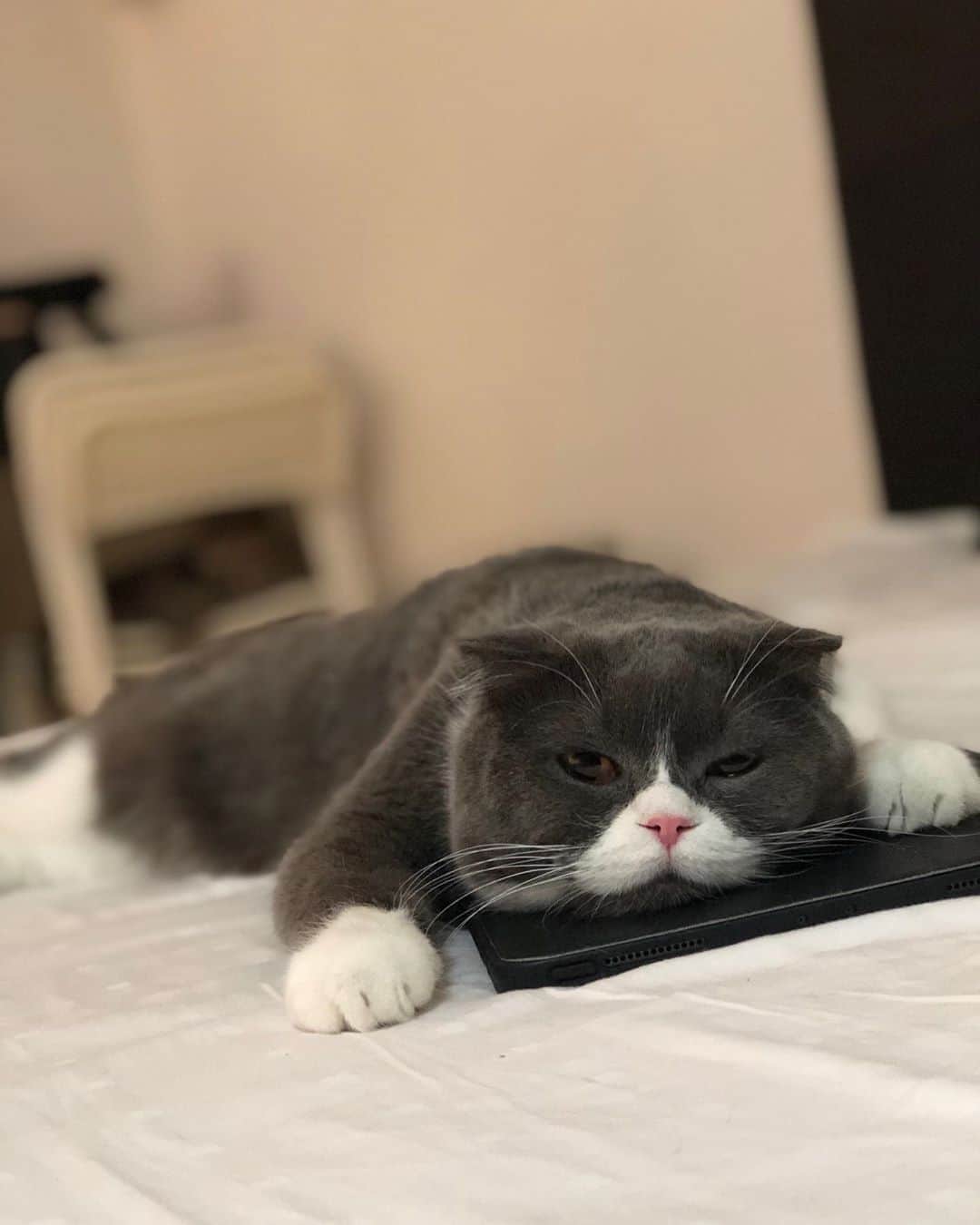 YingTzeさんのインスタグラム写真 - (YingTzeInstagram)「Why is Earl Grey so lovable ? Because he has a heart shaped mouth 😂 _ #blessed #scottishfold #catsmalaysia #scottishfoldlovers」9月19日 11時07分 - yingtze