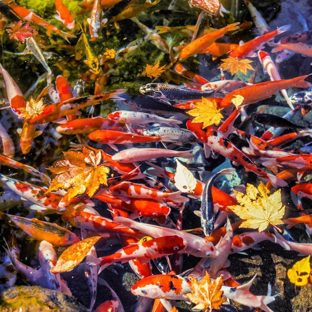 Michael Yamashitaさんのインスタグラム写真 - (Michael YamashitaInstagram)「Splash of Fall color in a koi pond. #koi #koifish #koipond #tohoku #japan」9月19日 11時15分 - yamashitaphoto