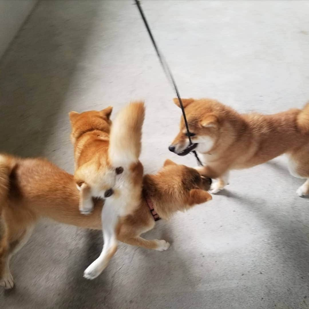 柴犬たま Shibainu Tamaのインスタグラム