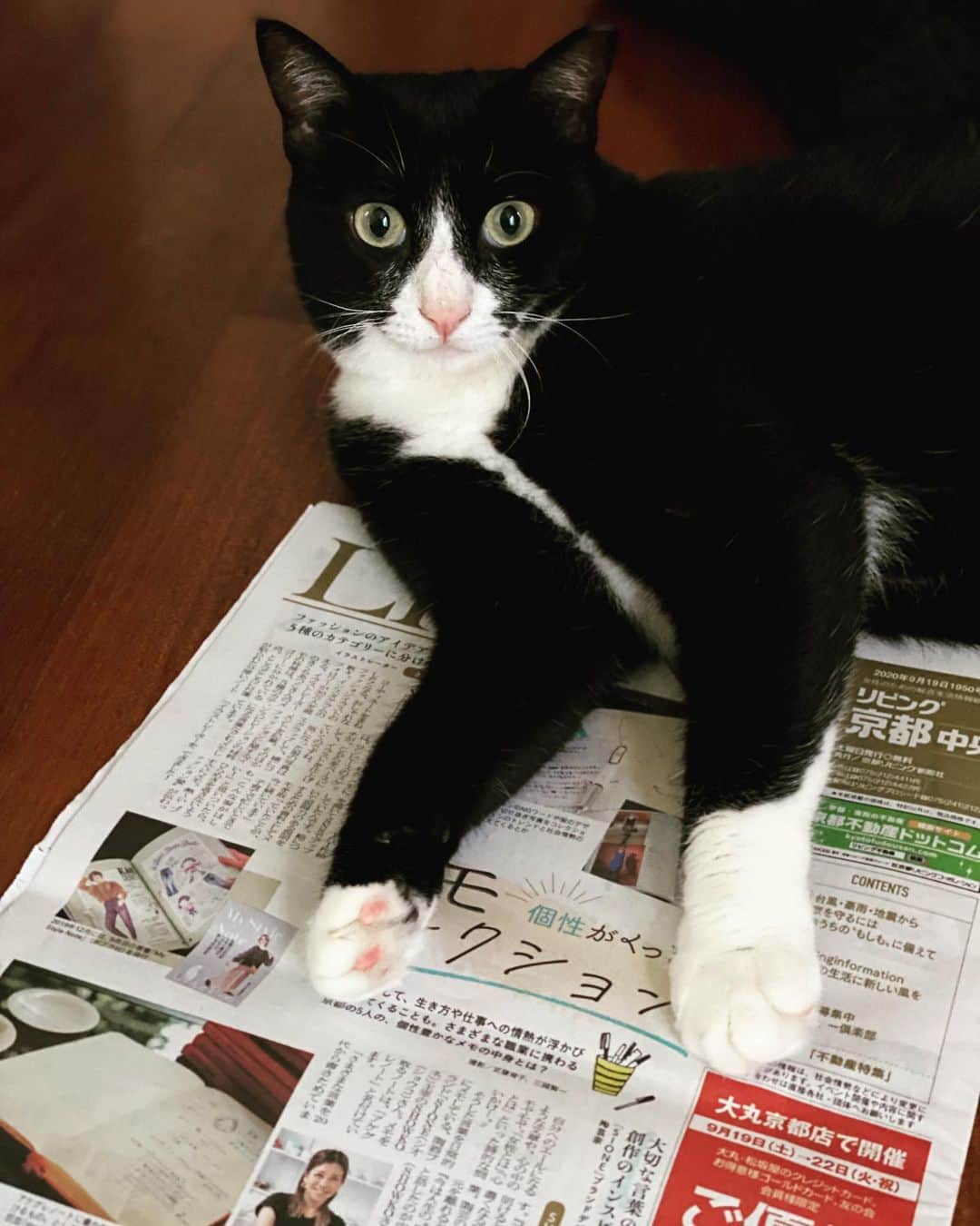 きくちあつこのインスタグラム：「京都のご家庭に無料で配布される、 #京都リビング新聞　に取材して頂きました。ありがとうございました。  普段から残しているメモに関しての取材で、仕事にまつわるメモを基にたくさんお話しして楽しかった取材です。 京都の皆様限定ではございますが、 どこかでお目に留めていただけたら 嬉しいです😆 1枚目は #もれなく新聞に乗る猫 2枚目が取材紙面 #もれなくメモの字は小さい私  #取材 #イラストレーター #ファッションイラスト #イラストエッセイ」