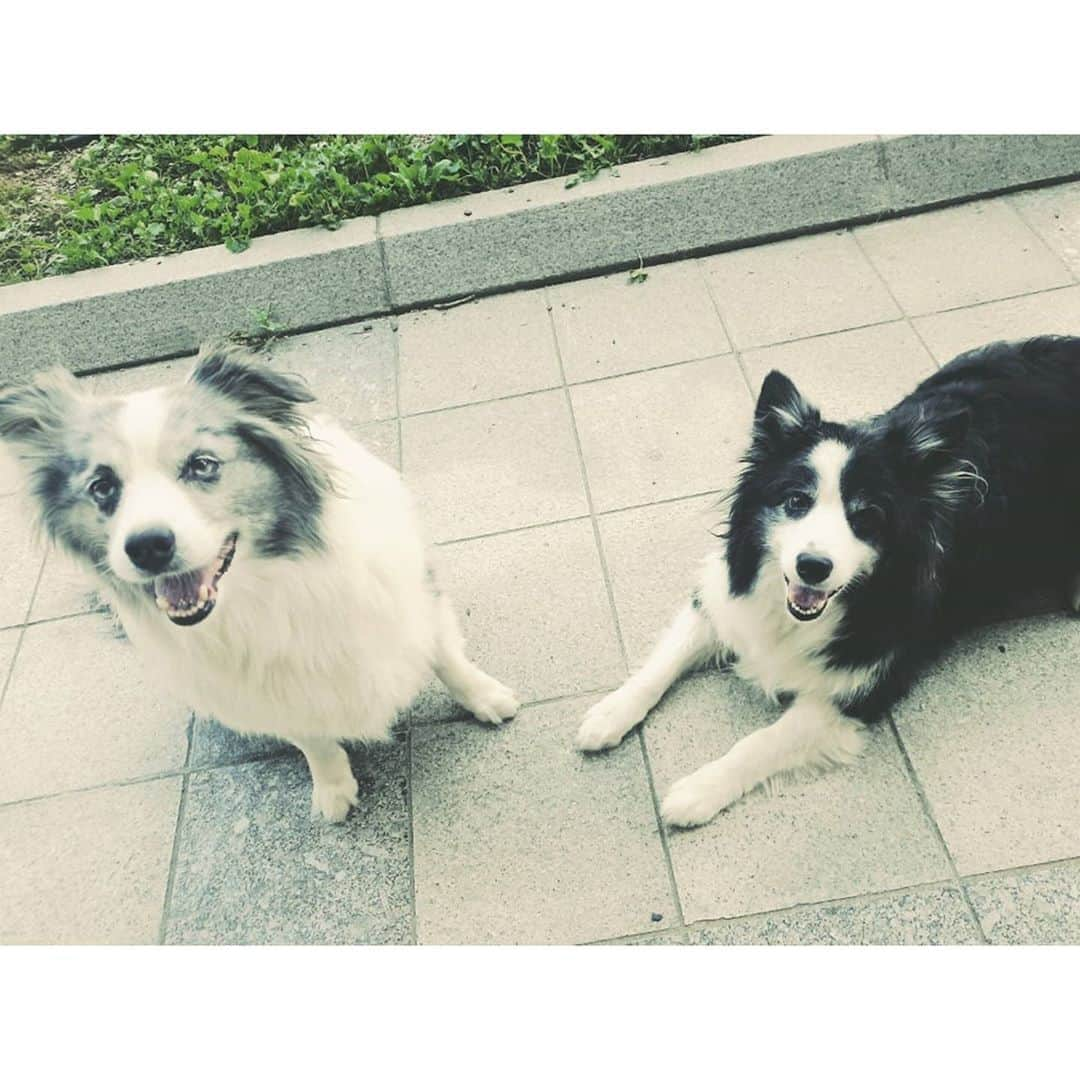 キム・ヒョンジュンさんのインスタグラム写真 - (キム・ヒョンジュンInstagram)「🐶🐶😍 . #KIMHYUNJOONG  #김현중  #キムヒョンジュン  #金賢重」9月19日 12時18分 - hyunjoong860606