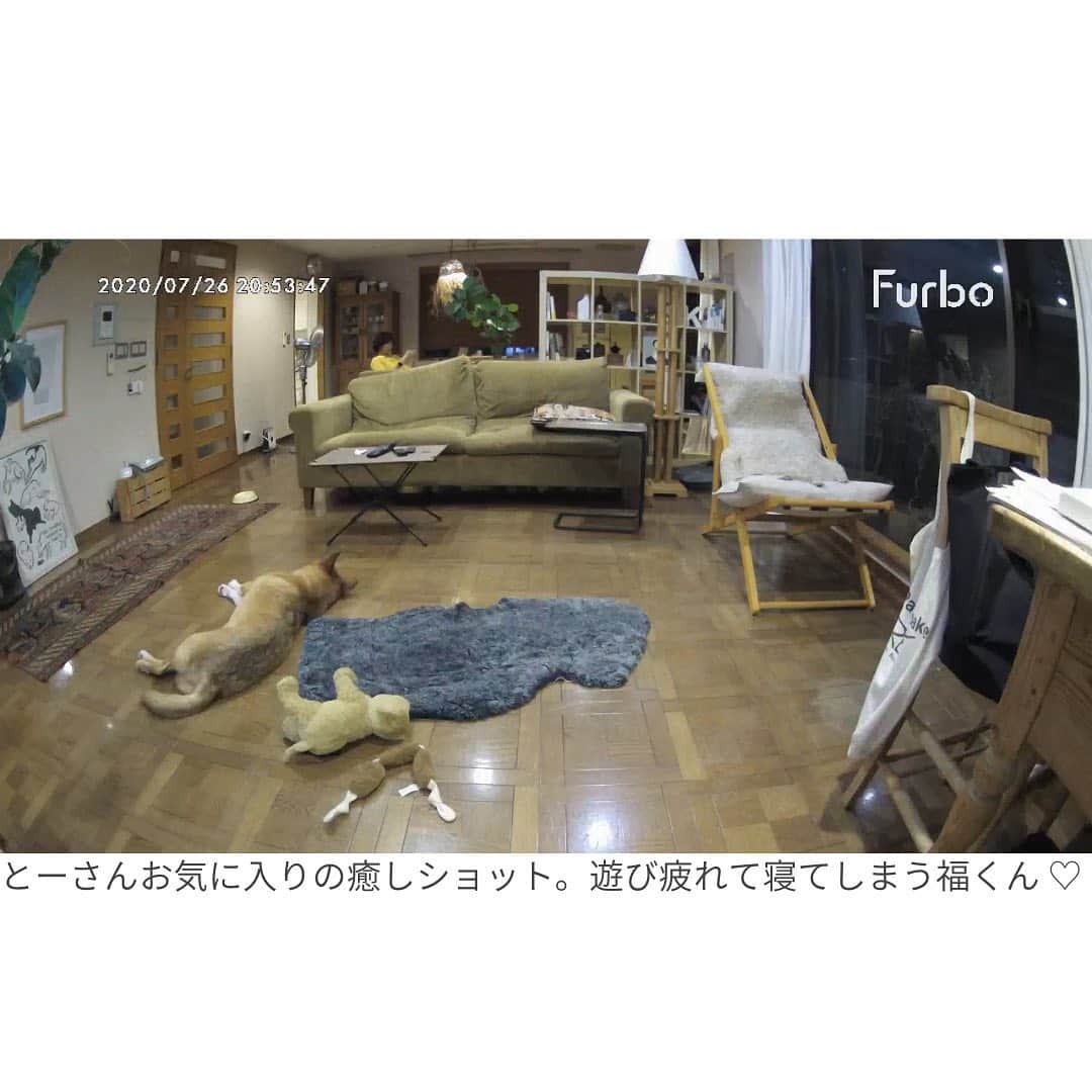 Furbo ドッグカメラさんのインスタグラム写真 - (Furbo ドッグカメラInstagram)「【犬猫の知られざる世界……🐶💓🐱】⁠⠀ 本日は、ファーボ公式ブログの大人気連載「困り顔の保護犬福のファーボ日記 Vol. 07」をご紹介🐶✨⁠⠀ ⁠⠀ 福くんのおうちには、とーさん @takanobu_koba が保護した元野良猫で強気のにゃんこ2匹がいます🐱✨⁠⠀ ⁠⠀ 警戒心の強い猫コンビと先住犬の福くんは、とーさんが見ていない間どう過ごしているのか？🤔⁠⠀ 今回はその様子を、Furboの新サービス機能が収めていたようです……😳⁠⠀ ⁠⠀ 「困り顔の保護犬福のファーボ日記 Vol. 07」は、本日のストーリー、または公式サイトのブログページからお読み頂けます💛 ⁠⠀ ⁠⠀ #save101dogs ⁠⠀ #ファーボ⁠⠀ #Furbo⁠⠀ #保護犬 ⁠⠀ #保護犬と暮らそう⁠⠀ #保護犬を家族に ⁠⠀ #保護犬を飼おう ⁠⠀ #犬 ⁠⠀ #いぬすたぐらむ ⁠⠀ #わんこ ⁠⠀ #いぬ ⁠⠀ #犬のいる暮らし ⁠⠀ #いぬバカ部 ⁠⠀ #犬好きな人と繋がりたい ⁠⠀ #わんこのいる暮らし」9月19日 18時01分 - furbo_japan