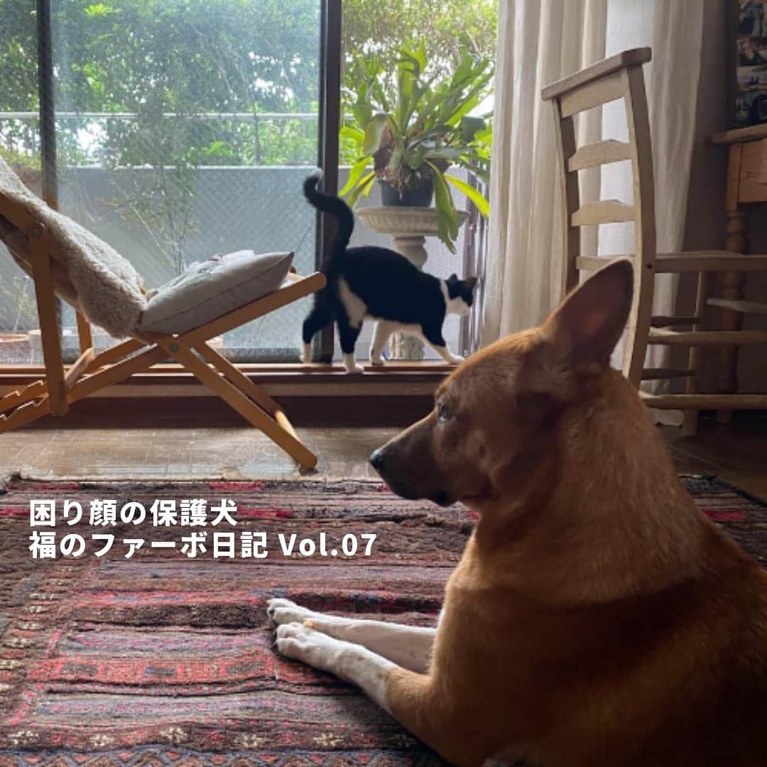 Furbo ドッグカメラさんのインスタグラム写真 - (Furbo ドッグカメラInstagram)「【犬猫の知られざる世界……🐶💓🐱】⁠⠀ 本日は、ファーボ公式ブログの大人気連載「困り顔の保護犬福のファーボ日記 Vol. 07」をご紹介🐶✨⁠⠀ ⁠⠀ 福くんのおうちには、とーさん @takanobu_koba が保護した元野良猫で強気のにゃんこ2匹がいます🐱✨⁠⠀ ⁠⠀ 警戒心の強い猫コンビと先住犬の福くんは、とーさんが見ていない間どう過ごしているのか？🤔⁠⠀ 今回はその様子を、Furboの新サービス機能が収めていたようです……😳⁠⠀ ⁠⠀ 「困り顔の保護犬福のファーボ日記 Vol. 07」は、本日のストーリー、または公式サイトのブログページからお読み頂けます💛 ⁠⠀ ⁠⠀ #save101dogs ⁠⠀ #ファーボ⁠⠀ #Furbo⁠⠀ #保護犬 ⁠⠀ #保護犬と暮らそう⁠⠀ #保護犬を家族に ⁠⠀ #保護犬を飼おう ⁠⠀ #犬 ⁠⠀ #いぬすたぐらむ ⁠⠀ #わんこ ⁠⠀ #いぬ ⁠⠀ #犬のいる暮らし ⁠⠀ #いぬバカ部 ⁠⠀ #犬好きな人と繋がりたい ⁠⠀ #わんこのいる暮らし」9月19日 18時01分 - furbo_japan