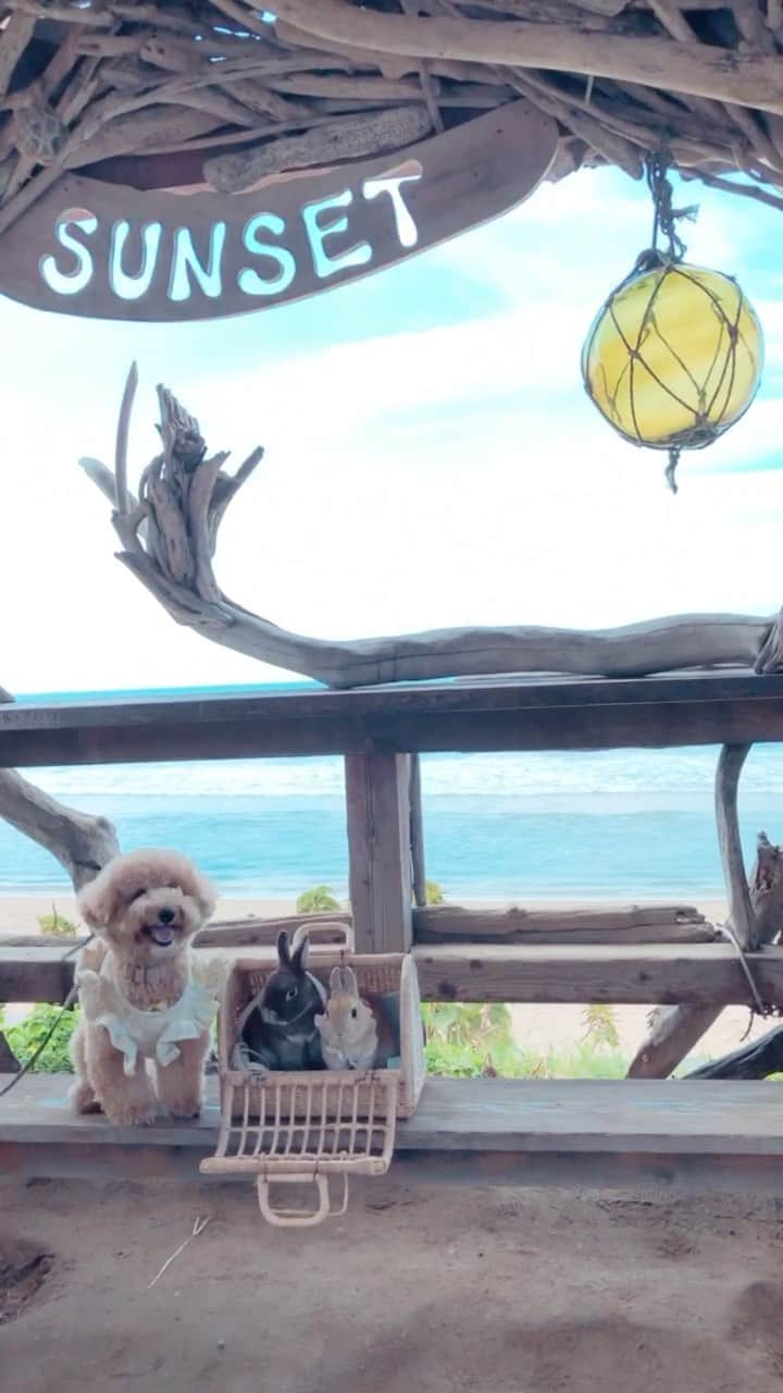 yun.ゆんのインスタグラム：「march.lemon🐻🍋＋cotton.💭 お出かけの思い出動画。🏝 . お天気が良いと気持ちが良い季節になってきました〜😆 . . コットンが笑顔でいてくれて、最後にマーチとレモンをチェックしてる姿がうれしい。💘 . . 👗✨ @usaginotora  ♪ ♪ ♪ #海 #うさぎ#ウサギ#ネザーランドドワーフ#ZIP写真部#レモン#マーチ#ふわもこ部#多頭飼い#犬とうさぎ#リール #rabbits#rabbitsofinstagram #rabbitstagram #petstagram #march#instapet#cutepetclub #instarabbit #bunnies #bunnylove #lapin #pecotv #WeeklyFluff #lemon #netherlanddwarf #dailyflufffeature#pecotv」