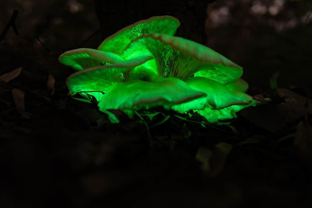 Nikon Australiaさんのインスタグラム写真 - (Nikon AustraliaInstagram)「"It's one of nature's most secretive light shows, but this glow-in-the-dark fungi only performs for a few weeks a year. Ghost mushrooms produce light known as bioluminescence through an internal chemical reaction.   Found mostly in south-eastern Australia, I was lucky enough to stumble across a patch here in the northern suburbs of Sydney. Seeing them glow with the naked eye was amazing. Photographing them at a long exposure was just incredible." - @mattfinphotography   Camera: Nikon D850 Lens: AF-S NIKKOR 24-70mm f/2.8 VR Settings: f/8  ISO 500  bulb 3.5 min   #Nikon #MyNikonLife #NikonAustralia #Longexposure #Bioluminescence」9月19日 13時00分 - nikonaustralia