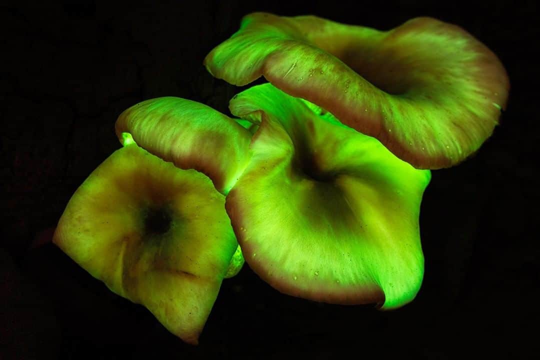 Nikon Australiaさんのインスタグラム写真 - (Nikon AustraliaInstagram)「"It's one of nature's most secretive light shows, but this glow-in-the-dark fungi only performs for a few weeks a year. Ghost mushrooms produce light known as bioluminescence through an internal chemical reaction.   Found mostly in south-eastern Australia, I was lucky enough to stumble across a patch here in the northern suburbs of Sydney. Seeing them glow with the naked eye was amazing. Photographing them at a long exposure was just incredible." - @mattfinphotography   Camera: Nikon D850 Lens: AF-S NIKKOR 24-70mm f/2.8 VR Settings: f/8  ISO 500  bulb 3.5 min   #Nikon #MyNikonLife #NikonAustralia #Longexposure #Bioluminescence」9月19日 13時00分 - nikonaustralia
