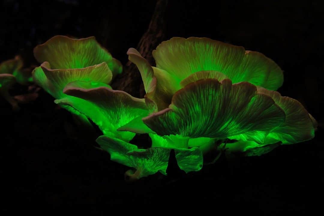 Nikon Australiaさんのインスタグラム写真 - (Nikon AustraliaInstagram)「"It's one of nature's most secretive light shows, but this glow-in-the-dark fungi only performs for a few weeks a year. Ghost mushrooms produce light known as bioluminescence through an internal chemical reaction.   Found mostly in south-eastern Australia, I was lucky enough to stumble across a patch here in the northern suburbs of Sydney. Seeing them glow with the naked eye was amazing. Photographing them at a long exposure was just incredible." - @mattfinphotography   Camera: Nikon D850 Lens: AF-S NIKKOR 24-70mm f/2.8 VR Settings: f/8  ISO 500  bulb 3.5 min   #Nikon #MyNikonLife #NikonAustralia #Longexposure #Bioluminescence」9月19日 13時00分 - nikonaustralia