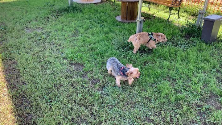 澤田愛美のグルメインスタ