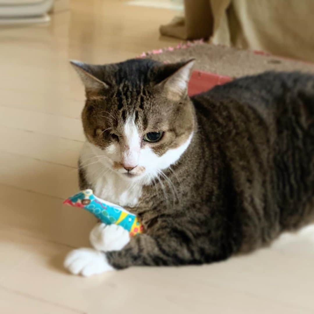 クマ・マロン・モモのインスタグラム：「大事なもの💝﻿ ギュッと…﻿ ﻿ #猫 #cat #ねこ﻿ #catstagram #ilovecats ﻿ #猫と暮らす #保護猫﻿ #にゃんだふるらいふ﻿ #きじしろねこ」