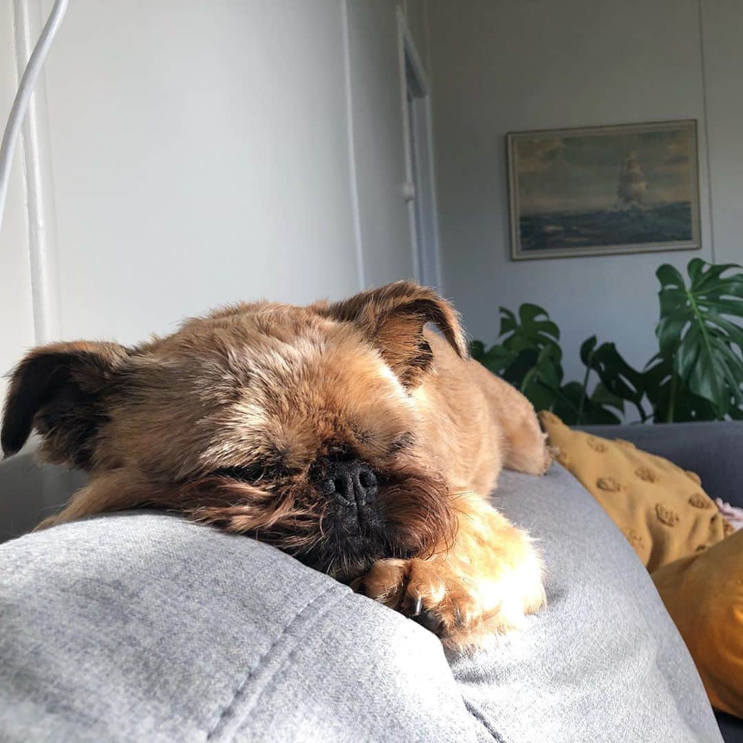 Digby & Aloのインスタグラム：「It’s a hard life barking at the gate all day.」