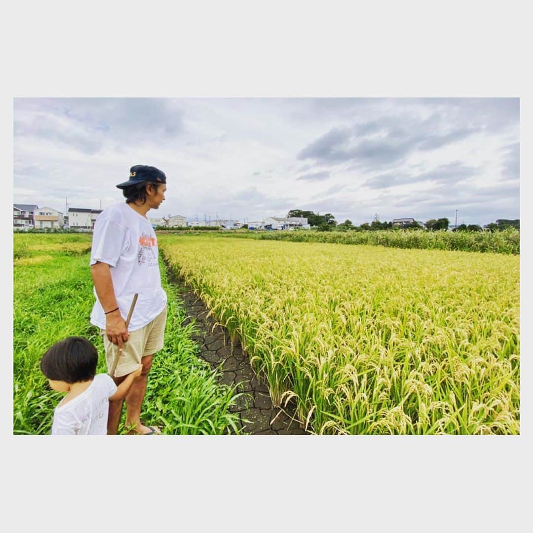 Caravanのインスタグラム：「2020.09.19  すくすく育ってくれた稲穂達。  あと一息、ハーベストも近い。  #八一米日記」