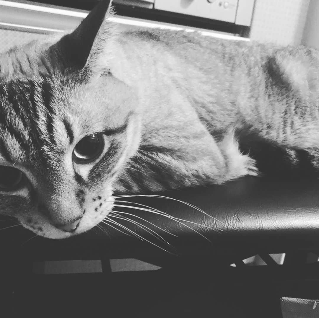 前原滉さんのインスタグラム写真 - (前原滉Instagram)「猫ザイオンス☺️」9月19日 14時14分 - koumaehara