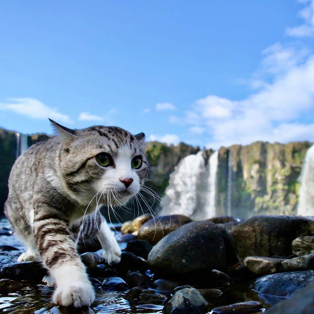 Nyankichi Noranekoさんのインスタグラム写真 - (Nyankichi NoranekoInstagram)「いつか、世界三大瀑布のイグアスの滝、ヴィクトリアの滝、ナイアガラの滝をパトロールしてみたいにゃり😸  將來有一天想試一下在世界三大瀑布的伊瓜蘇瀑布、維多利亞瀑布、尼加拉瀑布巡邏喵哩😸  Someday I wanna try to patrol the world's three major waterfalls, Iguazu Falls, Victoria Falls and Niagara Falls meow😸  #猫 #cat #고양이 #แมว #貓 #кошка #wats #chat #ニャンスタグラム #gato #catsofinstagram #ねこ部 #旅猫 #cats #aso #japan #ねこ #seekor #ネコ #catlover #パトロール #kucing #kucinglucu #イグアスの滝 #ビクトリアの滝 #ナイアガラの滝 #iguazufalls #victoriafalls #niagarafalls #原尻の滝」9月19日 14時17分 - noraneko_nyankichi