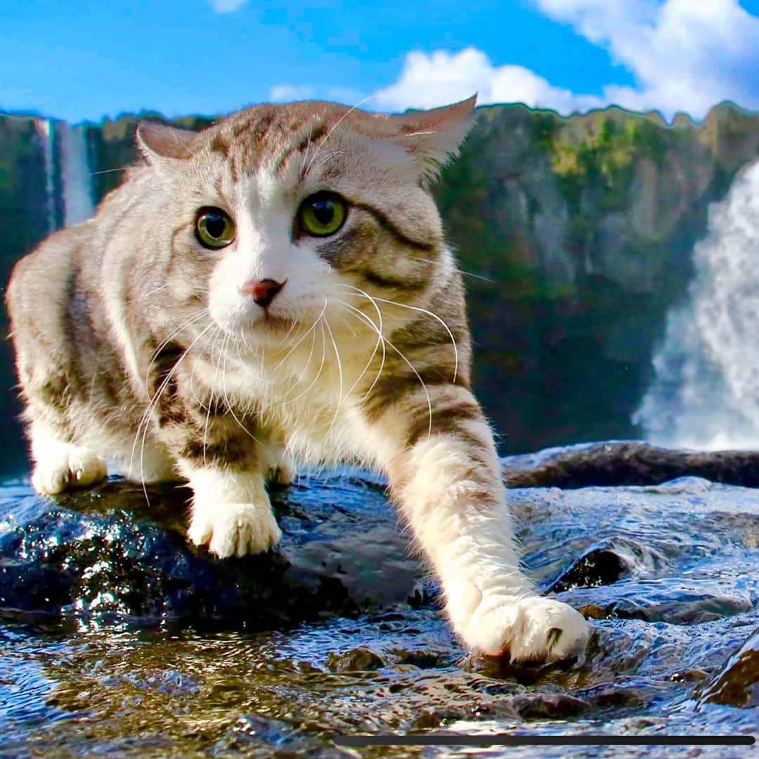 Nyankichi Noranekoさんのインスタグラム写真 - (Nyankichi NoranekoInstagram)「いつか、世界三大瀑布のイグアスの滝、ヴィクトリアの滝、ナイアガラの滝をパトロールしてみたいにゃり😸  將來有一天想試一下在世界三大瀑布的伊瓜蘇瀑布、維多利亞瀑布、尼加拉瀑布巡邏喵哩😸  Someday I wanna try to patrol the world's three major waterfalls, Iguazu Falls, Victoria Falls and Niagara Falls meow😸  #猫 #cat #고양이 #แมว #貓 #кошка #wats #chat #ニャンスタグラム #gato #catsofinstagram #ねこ部 #旅猫 #cats #aso #japan #ねこ #seekor #ネコ #catlover #パトロール #kucing #kucinglucu #イグアスの滝 #ビクトリアの滝 #ナイアガラの滝 #iguazufalls #victoriafalls #niagarafalls #原尻の滝」9月19日 14時17分 - noraneko_nyankichi