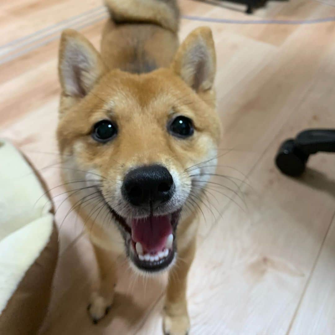 環奈（長沢菜々香の飼い犬）のインスタグラム：「いい笑顔🐕」