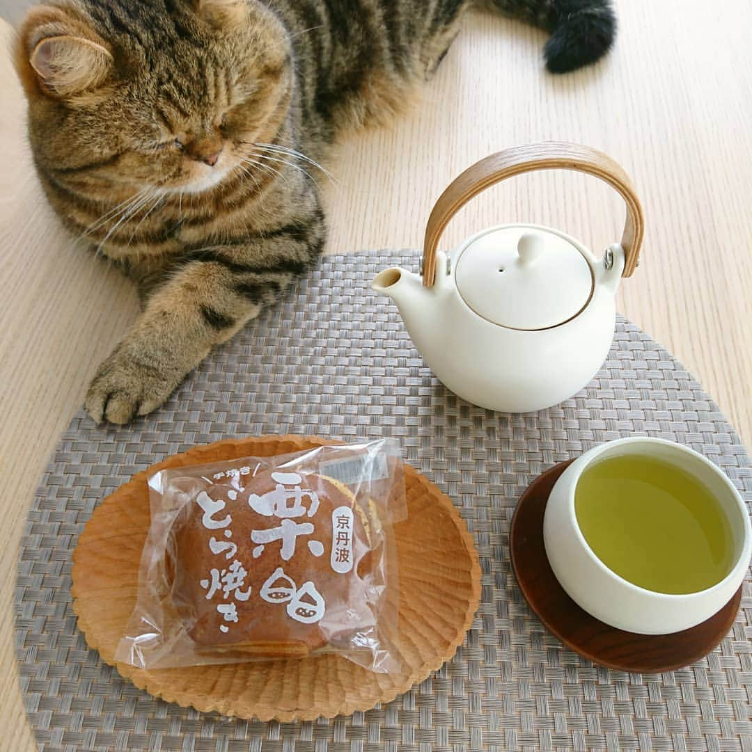 寅次郎（とらちゃん）さんのインスタグラム写真 - (寅次郎（とらちゃん）Instagram)「☆ TODAY'S sweets🍵 . シルバーウィークに🌰たっぷりのどら焼きはいかがかにゃ？ . #寅cafe #京丹波栗どら焼き #山下秀製菓 . #cat #instagramjapan #cute #にゃんだふるらいふ #無敵の親バカ同盟#にゃんすたぐらむ#ペコねこ部 #ねこ #猫 #猫のいる暮らし #igersjp #meow #gato #ふわもこ部 #エキゾチックショートヘア #貓 #catsofinstagram #ねこすたぐらむ  #catsofday #可愛い #和菓子 #おうちカフェ」9月19日 14時59分 - torachanthecat