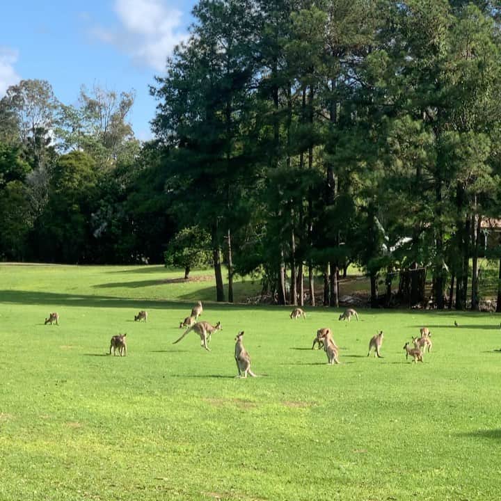 シャーニ・ヴィンソンのインスタグラム：「🦘🦘🦘🦘🦘🦘🦘🦘🦘  #thisisaustralia #kangaroo #outback #wildlife #nature #nativeanimals #australia #adventures 🇦🇺」