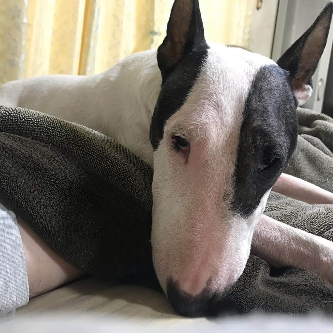 のインスタグラム：「#minituru#bull#terrier#minibullterrier#miniturubullterrier#dog#dogstagram#cute#qtaro#love#family#ミニチュア#ブルテリア#ミニチュアブルテリア#Q太郎」