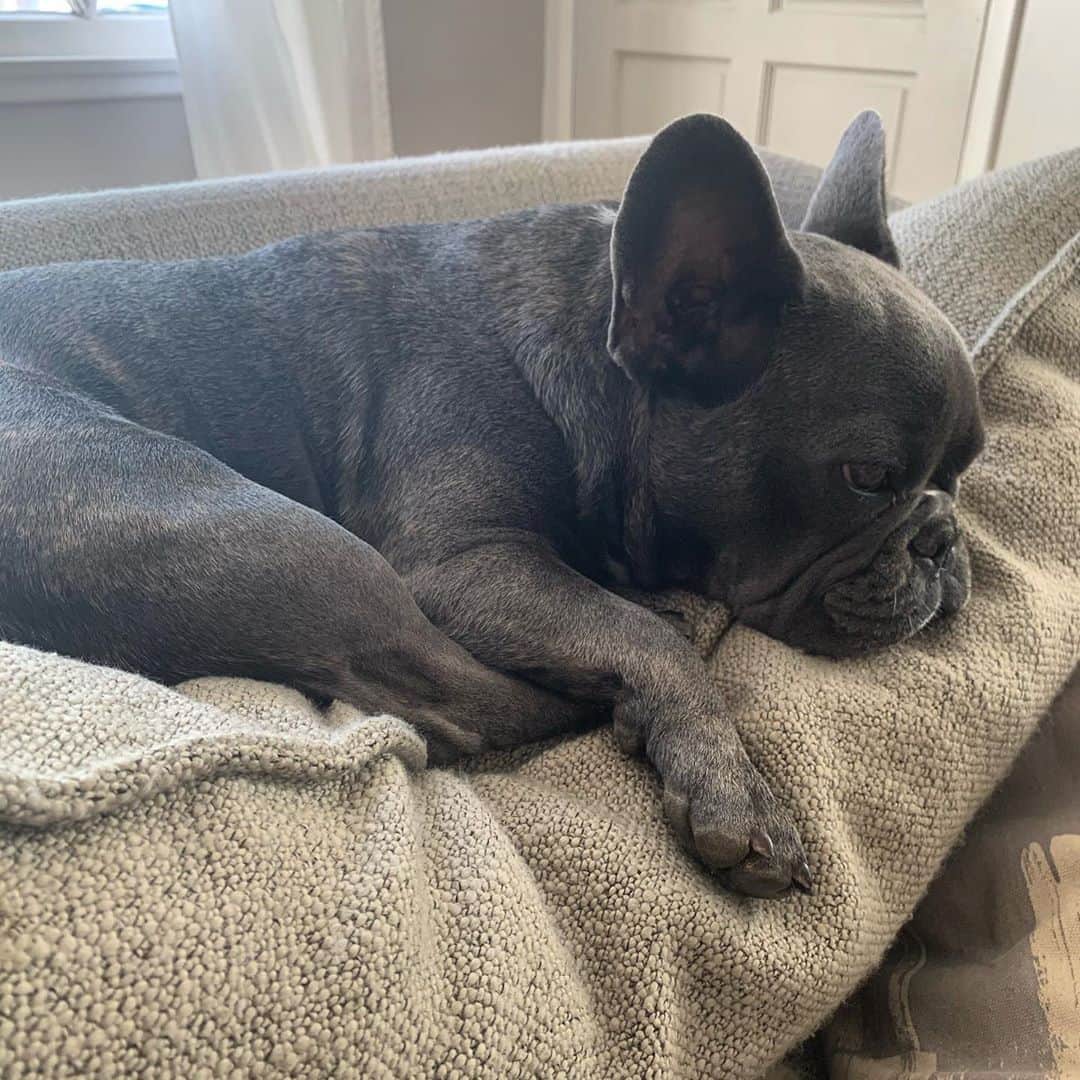 ブライス・ジョンソンのインスタグラム：「Mood . . . #frenchies #frenchiesofinstagram」