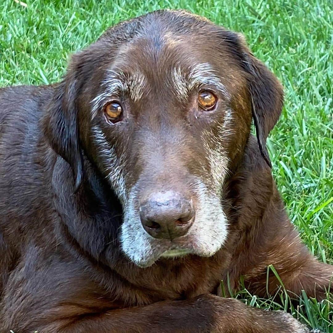 ストーン・コールド・スティーブ・オースチンのインスタグラム：「Newest addition to the Austin family. We rescued this 11 year old guy here in Los Angeles. He has been through the ringer, and still has a heart of gold. We will get him thoroughly checked over at our vet and try to get him to gain some weight. His name was Brownie, so we will keep it that way. #chocolatelab #dog #doglife #dontdumpyourdogs   Cue up the theme song from “Rocky”  🐾🐾🐾」