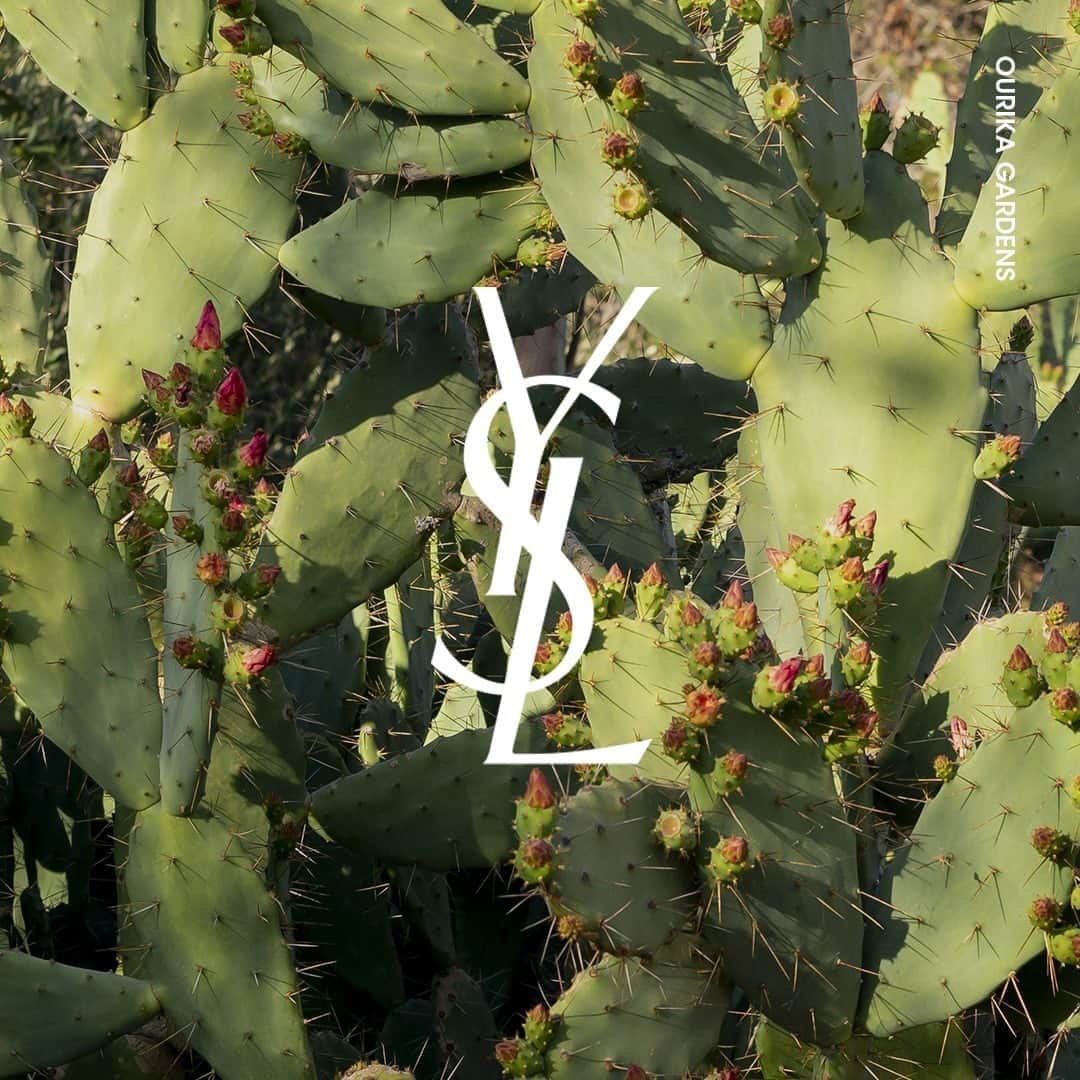 Yves Saint Laurent Beautyさんのインスタグラム写真 - (Yves Saint Laurent BeautyInstagram)「With the commitment to the highest brand standards, YSL Beauty continues to explore the extraordinary plant world of Morocco harvesting their multiple benefits. Always improving, always growing... #yslbeauty #ourikagardens」9月20日 1時59分 - yslbeauty