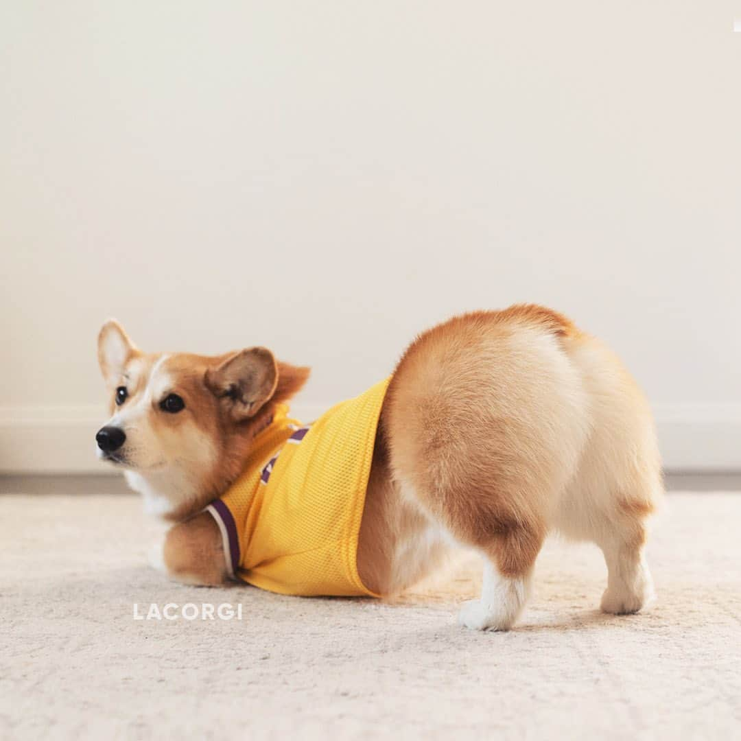 Geordi La Corgiさんのインスタグラム写真 - (Geordi La CorgiInstagram)「Sending my big butt energy to the @lakers! 🍑🏀⁣ ⁣ Which team do you think will win it this year?」9月20日 2時00分 - lacorgi