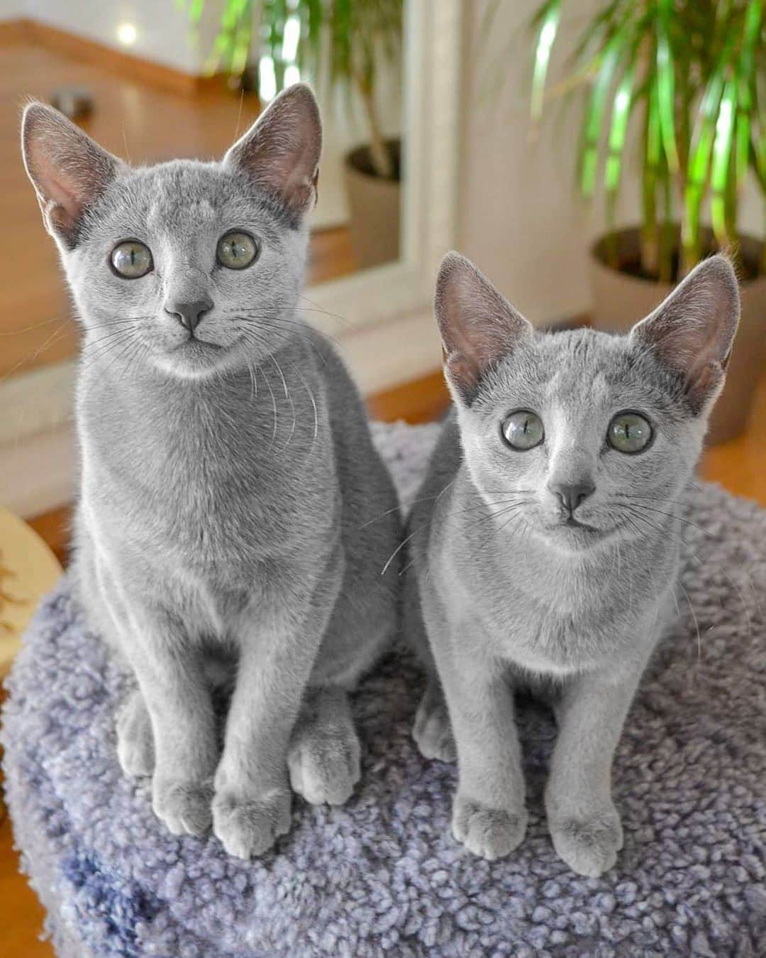 のインスタグラム：「Tag your twin brother/sister! :>⠀ ⠀ 📸 @jamesandmya⠀ ⠀ #meowed #meowedofficial」