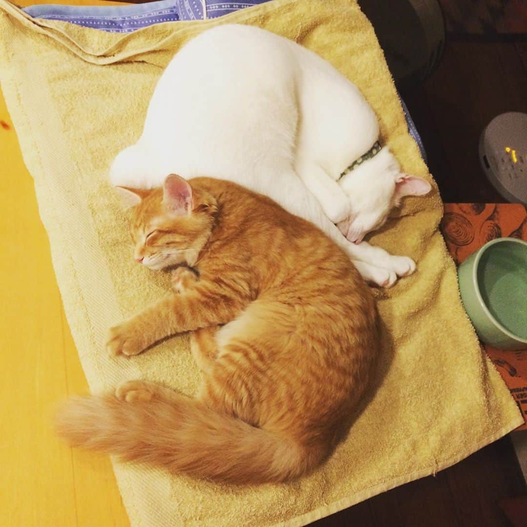 岡田屋鉄蔵のインスタグラム：「「S」」