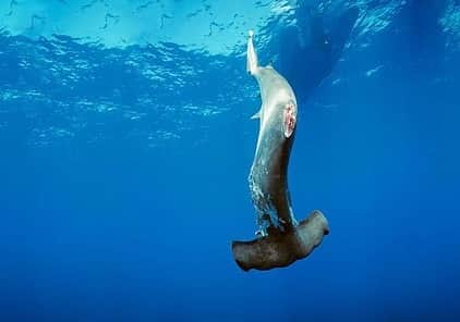 安藤志穂美さんのインスタグラム写真 安藤志穂美instagram 意外と知られていないと思いますが 海洋生物で絶滅危惧種に登録されているのがサメ類とエイ類です ヒレの割合がサメの１ にも満たないという理由から 希少価値がつけられ 高級食材とされています