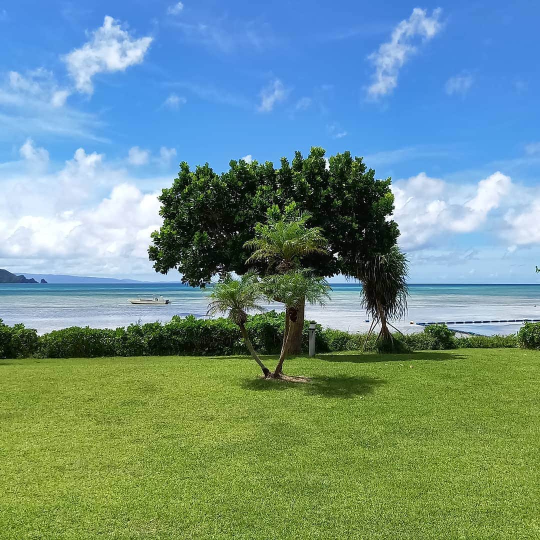 石垣シーサイドホテルのインスタグラム：「とぅもーる館の謎の木より🌳  皆様こんばんは🌙 もうすぐ10月ですが、石垣島はまだまだ暑い日が続きます。熱中症には充分ご注意下さい。  この木。皆様には何に見えますでしょうか。 こちらはとぅもーる館前の木。不思議なカタチ…  今日から4連休☀️ 皆様のお越しをお待ちしております✨  #沖縄 　#八重山 　#石垣島 　#底地ビーチ 　#石垣シーサイドホテル 　#okinawa  #yaeyama  #ishigakiisland 　#ishigakiseasidehotel」