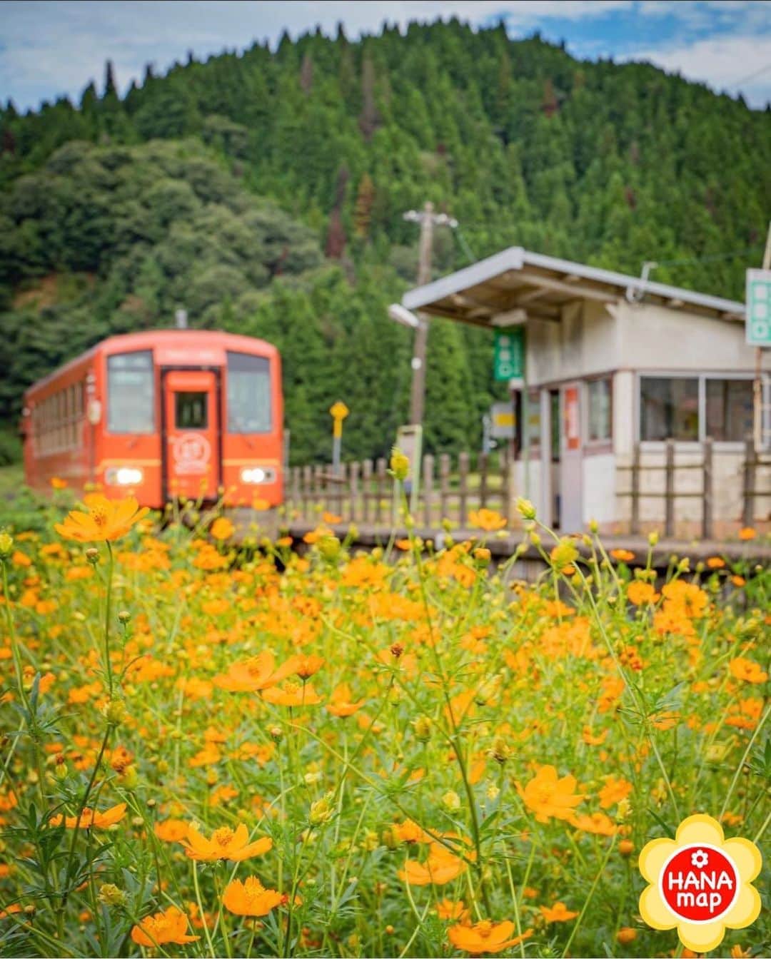 はなまっぷ❁日本の花風景さんのインスタグラム写真 - (はなまっぷ❁日本の花風景Instagram)「🌸はなまっぷ🌸 *  @asm_photo_2020 さんの 花のある風景に花まるを💮 * キバナコスモスの咲く山あいの可愛い駅をありがとうございます😊🌸 * 福井　 #計石駅 Hakariishi Station, Fukui Pref. * 🌼キバナコスモス の花言葉📝🌼 野生的な美しさ * 見頃を過ぎている場所もご紹介しています。お出かけの際はHP等で最新の情報をご確認くださいね🙏🌸 * 🌸•••🌸•••🌸•••🌸•••🌸•••🌸 * いつも素敵なお花をありがとうございます😊 日本の花のある風景にタグ付けしてください🌸 お花があれば何でもOKです💓 * #はなまっぷ * #日本の美しい花風景#花のある風景#花#花言葉#風景#キバナコスモス#コスモス * 🌸••••••お知らせ••••••🌸 * はなまっぷプロデュースの写真展、開催してみませんか？？ 初心者の方もまずは、お気軽にエントリーお待ちしています。地方にお住いの方も、大歓迎です。 詳細はプロフィールURLより」9月19日 19時15分 - hanamap
