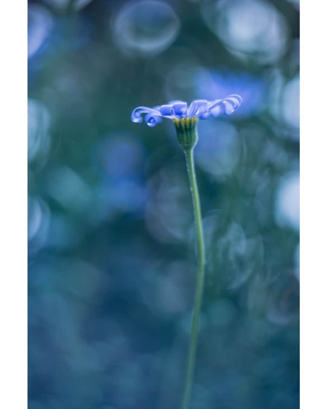 花の写真館のインスタグラム：「Photo by 谷村 友紀.⠀ .⠀ Original Post[投稿いただいたURL]⠀ https://www.facebook.com/photo.php?fbid=2581231302004286⠀ .⠀ 本アカウントは、 #私の花の写真 をつけてInstagramに投稿された皆さまの花の写真や、「花の写真館」Facebookページで投稿された花の写真を紹介します。⠀ 「花の写真館」Facebookページは、「 @floral.photograph 」のプロフィールにあるURLからご覧ください。⠀ .⠀ ※各自、政府、自治体など公的機関の指示に従った行動をお願いします。⠀⠀ 東京カメラ部および分室では、写真を「見る楽しみ」を提供することを通して、微力ながら皆様にわずかな時間でも癒しをお届けしたいと思っております。⠀ ※本アカウントは東京カメラ部がFacebook、Instagramのサービスを利用して運営しているもので、Facebook社・Instagramとは一切関係ありません。⠀ .⠀ #花の写真館 #floralphotograph #floralphoto #flower #flowers⠀ Follow: @floral.photograph」
