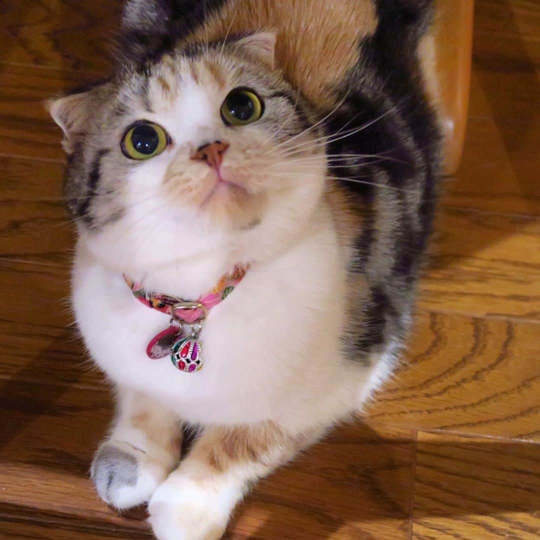 takegaeruのインスタグラム：「#cat #scottishfold #猫 #スコティッシュフォールド #三毛スコ友の会」