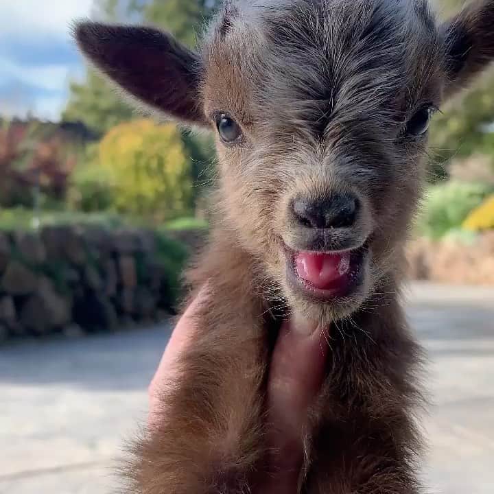 Daily The Best And Funniest Videosのインスタグラム：「Cute baby goat 🐐😍 By @brackenoaksfarm」