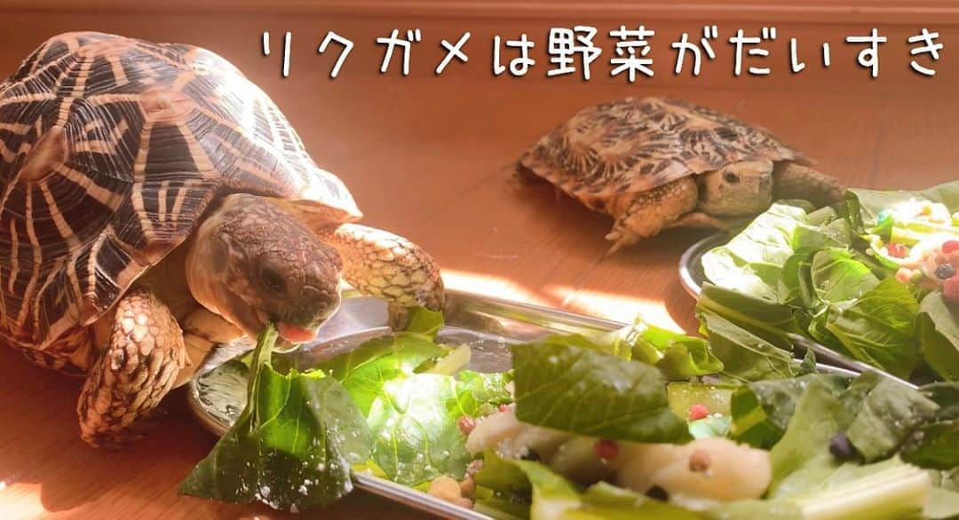 高松雪乃のインスタグラム