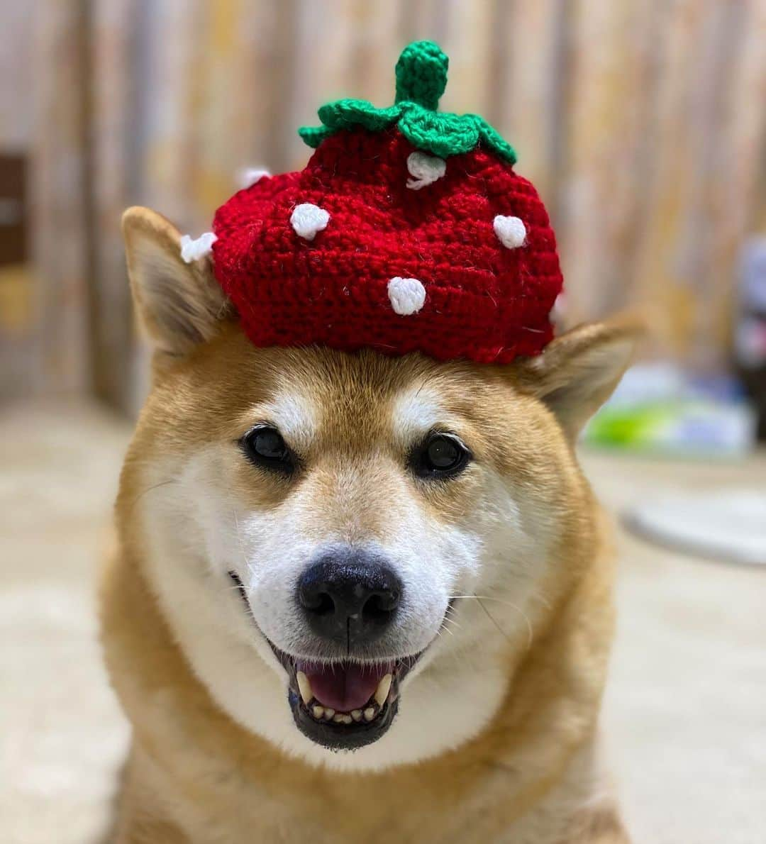 まる（まるたろう）さんのインスタグラム写真 - (まる（まるたろう）Instagram)「My name is Strawberry-taro✨🐶🍓✨いちご太郎と申します。 #イチゴの化身 #いちごの事ならなんでも知ってます #いちごのつぶつぶだけどさ #あれは種ではありません #あれが果実です #しゅげーだろ」9月19日 20時07分 - marutaro