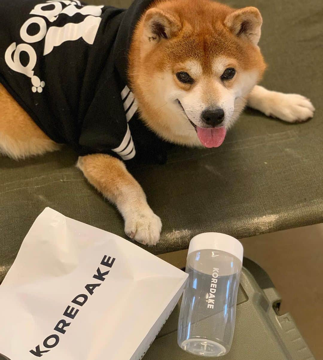 shibainu berryさんのインスタグラム写真 - (shibainu berryInstagram)「🐻💪 べりやんのガチムチボディはしっかり筋トレ？とプロテインからできてるんやでー💪(ウソ😝) KOREDAKE @koredake_official のプロテインは女性が1食に必要な31種類の栄養素配合の完全栄養プロテイン！ おかんはトレーニングしてるからプロテイン必須です💪 最近はトレーニングしてなくても美容の為に飲んでる人も多いよね✨ ・ 【限定クーポンコード：BERRY】でシェーカープレゼント🥛 定期購入なら、通常割引に加え更に初回10%OFF！(有効期限は1週間) #KOREDAKE #完全栄養プロテイン #PR #❤️迷子犬の掲示板四国 @maigo_dog_shikoku #めざせ迷子犬ゼロ👌 #柴犬 #べりやん #べりむく #多頭飼い #徳島 #berry #shiba #shibainu  #shibainumania #shibastagram #instashiba #ぷにっと部 #口角キュキュッと部  #チーム俺様 →部員絶賛募集中 #shiba_snap #proudshibas #west_dog_japan #サンデイ #instagramjapan #ふわもこ部 #pecoいぬ部 #pecotv #buzzfeedanimals #dogsofinstagram #9gag  @9gag @barked」9月19日 20時32分 - shibainu.berry