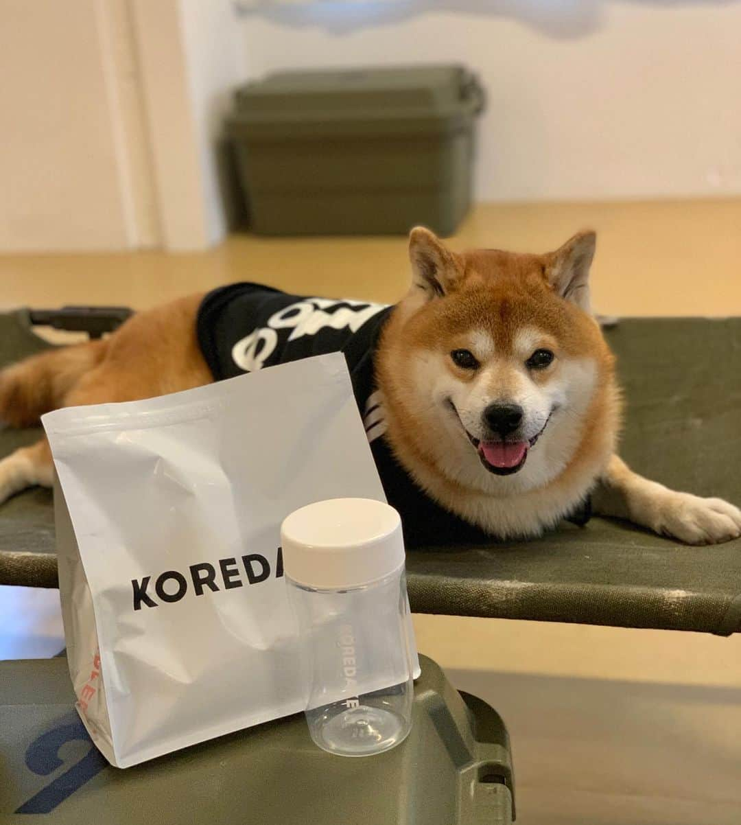 shibainu berryさんのインスタグラム写真 - (shibainu berryInstagram)「🐻💪 べりやんのガチムチボディはしっかり筋トレ？とプロテインからできてるんやでー💪(ウソ😝) KOREDAKE @koredake_official のプロテインは女性が1食に必要な31種類の栄養素配合の完全栄養プロテイン！ おかんはトレーニングしてるからプロテイン必須です💪 最近はトレーニングしてなくても美容の為に飲んでる人も多いよね✨ ・ 【限定クーポンコード：BERRY】でシェーカープレゼント🥛 定期購入なら、通常割引に加え更に初回10%OFF！(有効期限は1週間) #KOREDAKE #完全栄養プロテイン #PR #❤️迷子犬の掲示板四国 @maigo_dog_shikoku #めざせ迷子犬ゼロ👌 #柴犬 #べりやん #べりむく #多頭飼い #徳島 #berry #shiba #shibainu  #shibainumania #shibastagram #instashiba #ぷにっと部 #口角キュキュッと部  #チーム俺様 →部員絶賛募集中 #shiba_snap #proudshibas #west_dog_japan #サンデイ #instagramjapan #ふわもこ部 #pecoいぬ部 #pecotv #buzzfeedanimals #dogsofinstagram #9gag  @9gag @barked」9月19日 20時32分 - shibainu.berry