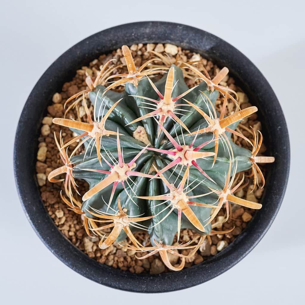LOVEGREEN -植物と暮らしを豊かに。さんのインスタグラム写真 - (LOVEGREEN -植物と暮らしを豊かに。Instagram)「サボテン類アップされてます🌵 . 直ぐに売れてしまったものもあり、残り少なくなってしまっております🙏🙇‍♂️ セレクト品でどれも良い物なので覗いていってくださーい🌵🌵 .  #ferocactus #cactus #succulent #cacti #plants #gardening #balcony #flowers #フェロカクタス #サボテン #エキノカクタス #般若 #多肉植物 #ガーデニング #花のある暮らし #植物のある暮らし #テクノカクタスクラブ #白金台カクタスクラブ」9月19日 20時51分 - lovegreen_official
