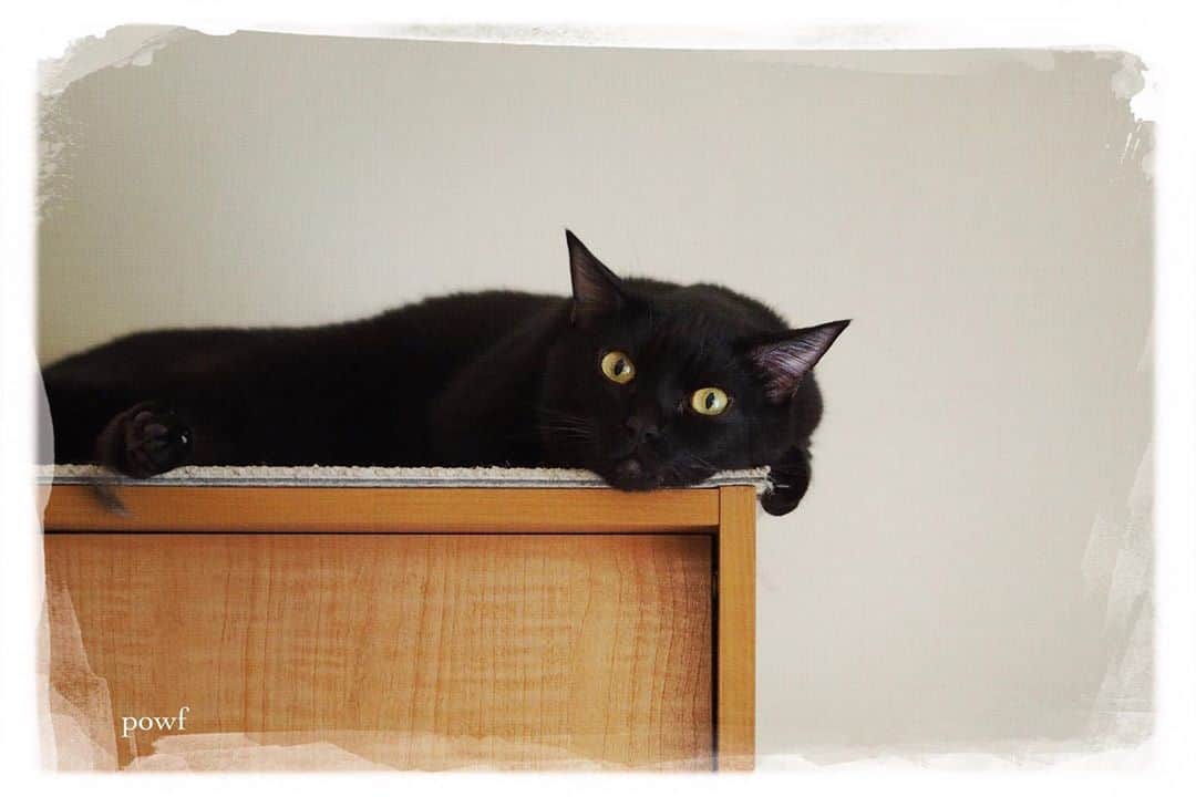 anemone_69のインスタグラム：「. #ハカセとキョウジュ #blackcat #黒猫 #cat #猫 #保護猫 . . #DreamCanvas_powf . . .」