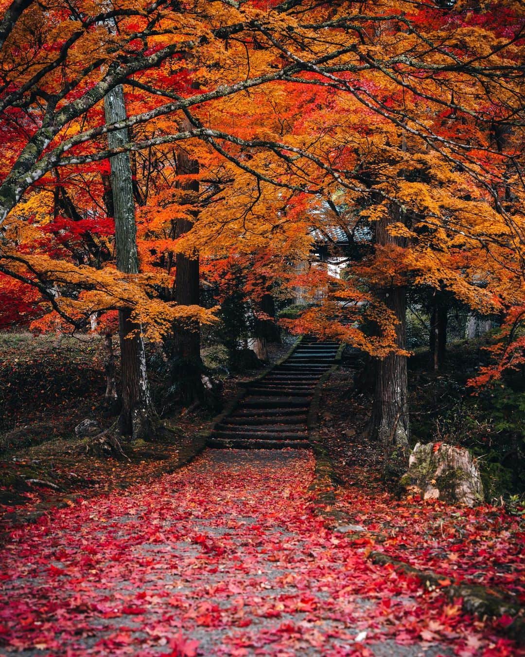 R̸K̸のインスタグラム：「It's a poetry thing to go up the stone steps and see which trees have turned, feel the crunch of leaves underfoot, and take in that unmistakable scent of fall in the air. #hellofrom Kyoto Japan ・ ・ ・ ・ #beautifuldestinations #earthfocus #earthoffcial #earthpix #thegreatplanet #discoverearth #roamtheplanet #ourplanetdaily #lifeofadventure #nature #tentree #livingonearth #theweekoninstagram  #theglobewanderer #visualambassadors #stayandwander #welivetoexplore #IamATraveler #TLPics  #voyaged #sonyalpha #bealpha #aroundtheworldpix #moodygrams #artofvisuals #cnntravel #complexphotos #lonelyplanet #luxuryworldtraveler @sonyalpha @lightroom @soul.planet @earthfever @9gag @500px @paradise」