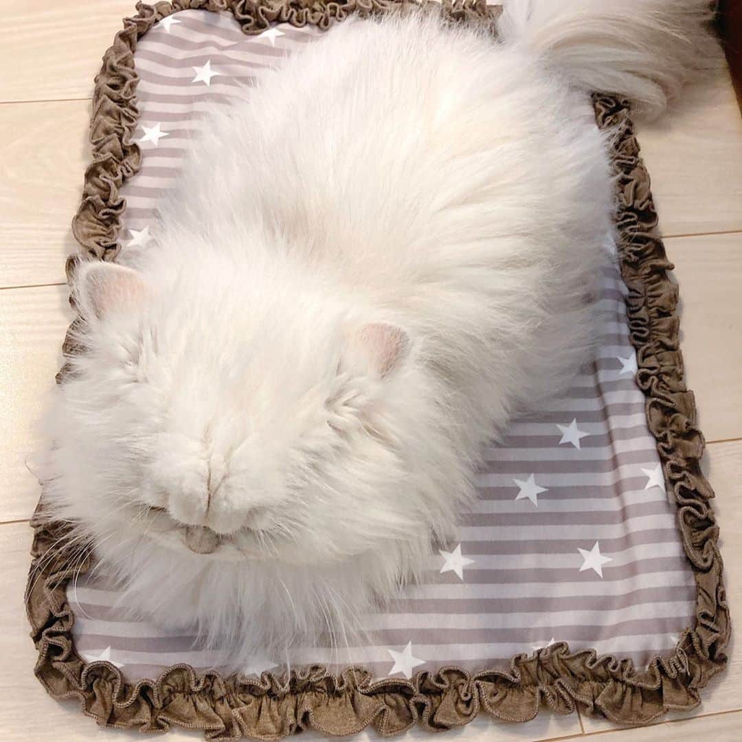 manami☺︎satoさんのインスタグラム写真 - (manami☺︎satoInstagram)「* 本日もカフェマットでおくつろぎ中☕💭💕  ^ↀᴥↀ^ @winsun.japan  さんのにゃよ🐾 快適にゃ～🎵✨  こちらのクーポンコード入力で15%OFFになります🐱 ↓↓↓ クーポンコード：【mt15off】 * * #winsun  #ウィンサン #カフェマット #うちの子グッズ #ペットグッズ #ペット用品 #カフェマット販売 #小悪魔ふぅちゃん #猫 #ねこのいる生活 #ねこ #catstagram #catlife #kot #koty #貓」9月19日 21時45分 - fuwari_kinaco