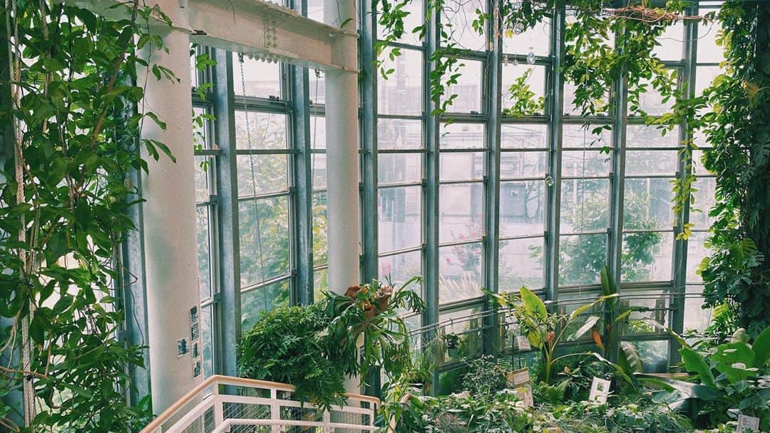 百瀬怜さんのインスタグラム写真 - (百瀬怜Instagram)「植物園の写真をみんなにお届け🌱 #渋谷区ふれあい植物センター #植物園」9月19日 21時50分 - momoserei_1113